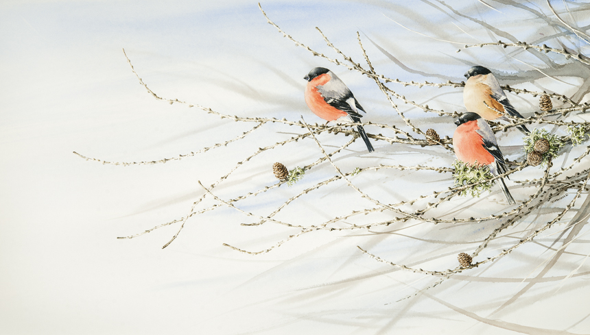 A bellowing of bullfinches