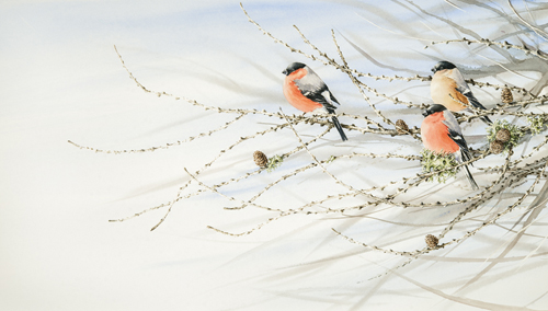 bullfinches