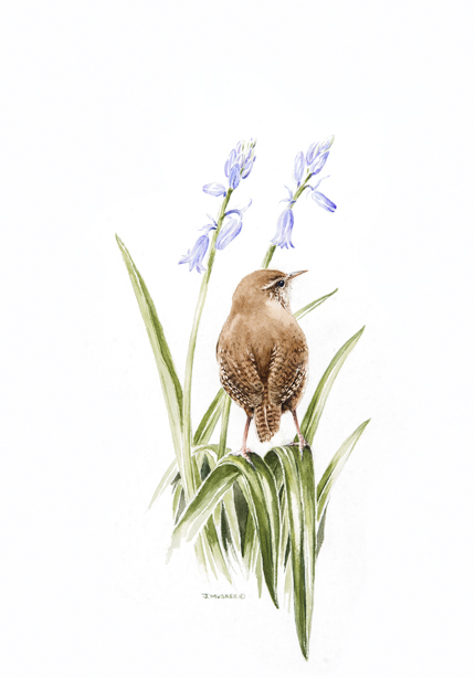 busy in the bluebells