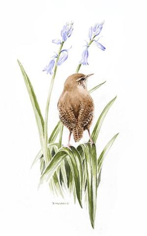 bluebells