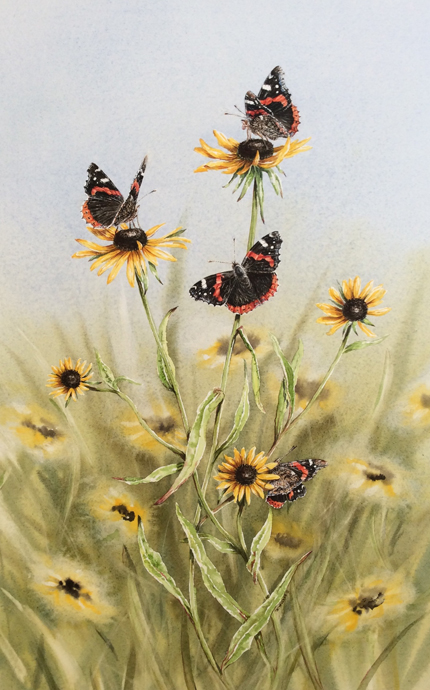 dance of the red admirals