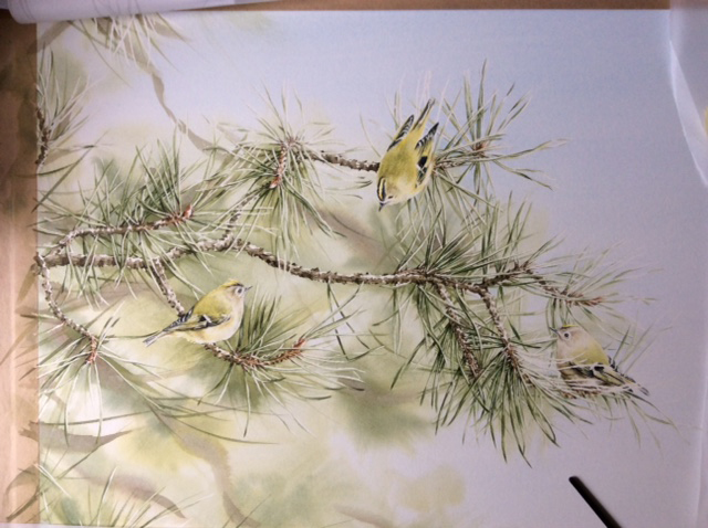 goldcrest2