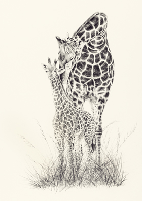 giraffe