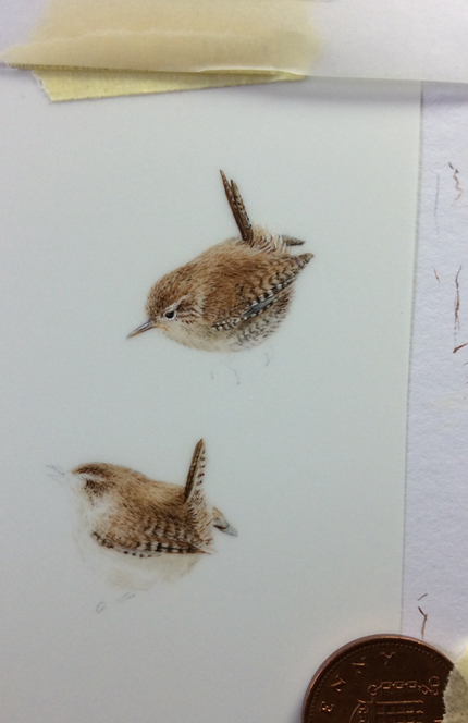 wren1