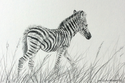 zebra